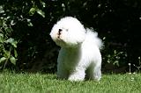 BICHON FRISE 625